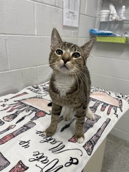 Shelter Stray Male Cat last seen Near Robb st, 21218, MD, 301 Stockholm St, Baltimore, MD 21230, USA
