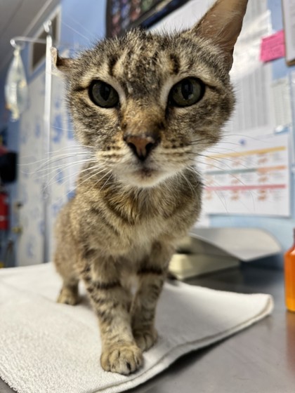 Shelter Stray Female Cat last seen Blue Oak Blvd & Foothills Blvd, Roseville City, CA, 200 Tahoe Ave, Roseville, CA 95678, USA