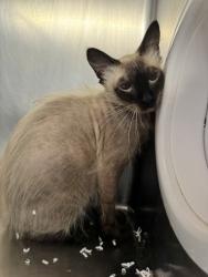 Shelter Stray Female Cat last seen GIBSON DR & ROSEVILLE PW, Roseville City, CA, 200 Tahoe Ave, Roseville, CA 95678, USA