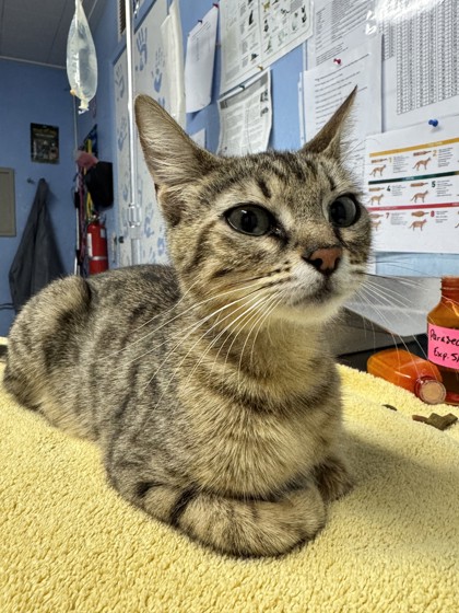 Shelter Stray Female Cat last seen FOOTHILLS BL & JUNCTION BL, Roseville City, CA, 200 Tahoe Ave, Roseville, CA 95678, USA