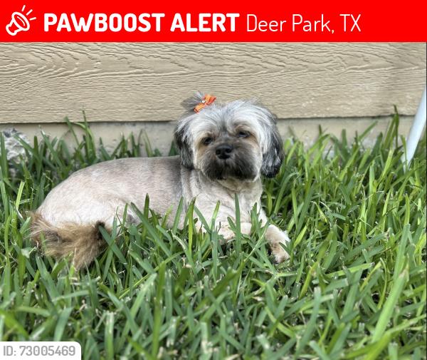 Lost Female Dog last seen Waterford Dr., Georgia, San Augustine at Battleground Golf Course, Deer Park, TX 77536