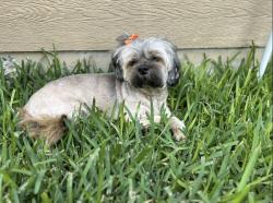 Lost Female Dog last seen Waterford Dr., Georgia, San Augustine at Battleground Golf Course, Deer Park, TX 77536