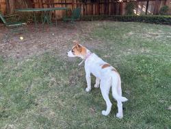 Found/Stray Female Dog last seen Found by Virginia Corridor , Modesto, CA 95354