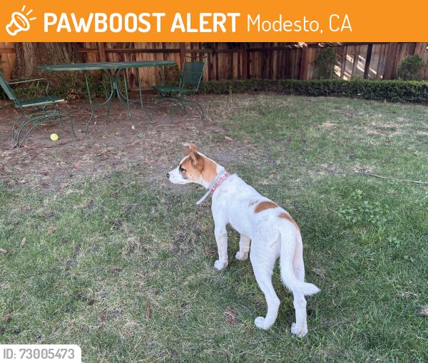 Found/Stray Female Dog last seen Found by Virginia Corridor , Modesto, CA 95354
