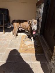 Found/Stray Male Dog last seen 25th, McKinley street, Hollywood, FL 33020