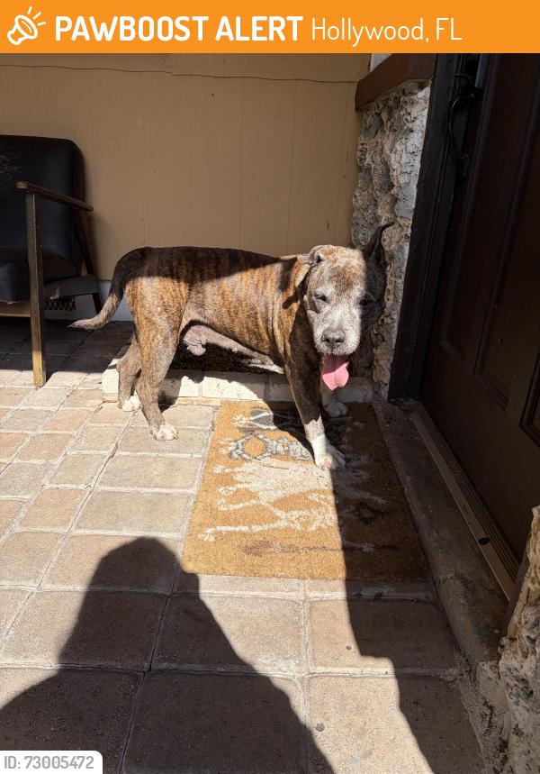 Found/Stray Male Dog last seen 25th, McKinley street, Hollywood, FL 33020