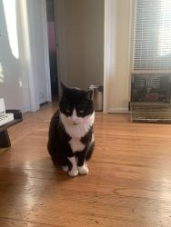 Lost Male Cat last seen Lassen and Yosemite , El Cerrito, CA 94530
