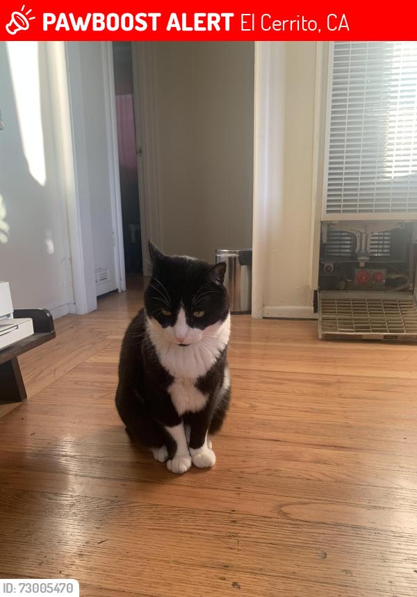 Lost Male Cat last seen Lassen and Yosemite , El Cerrito, CA 94530
