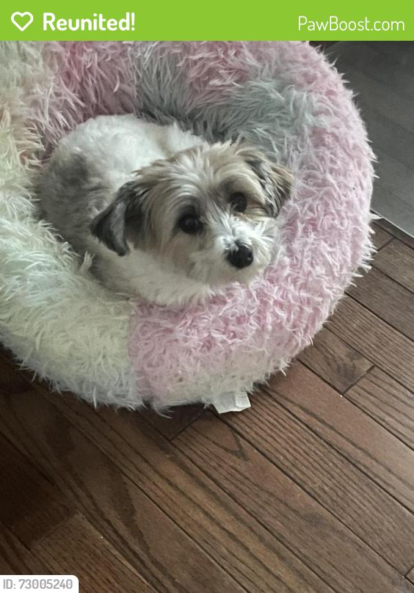 Reunited Female Dog last seen Near Pocahontas Drive , Gaithersburg, MD 20882