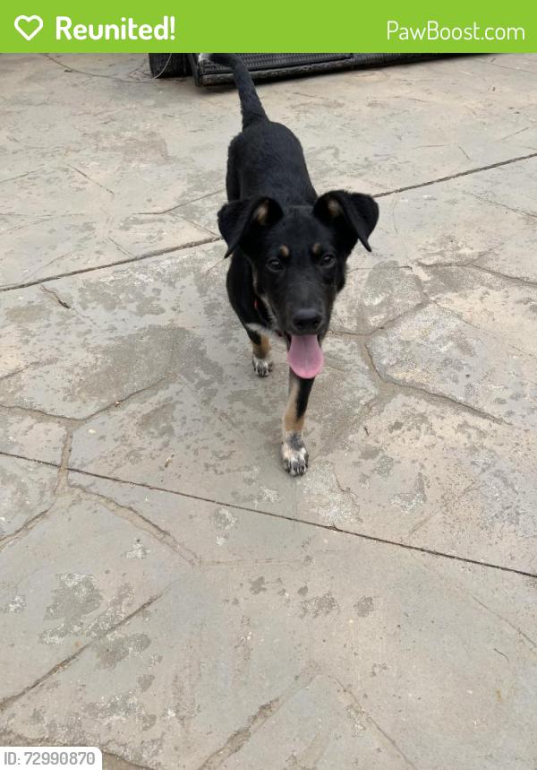 Reunited Male Dog last seen Ox Creek Rd, Jump Cove Rd, Mundy Cove Rd., Buncombe County, NC 28805