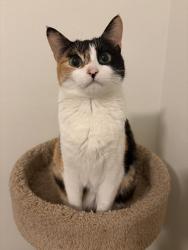 Lost Female Cat last seen Fenwick rd , Pensacola, FL 32526