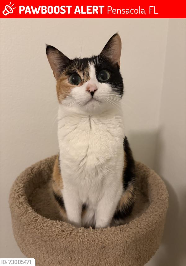 Lost Female Cat last seen Fenwick rd , Pensacola, FL 32526
