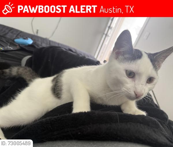 Lost Male Cat last seen The lakes BLVD and I-35, Austin, TX 78753
