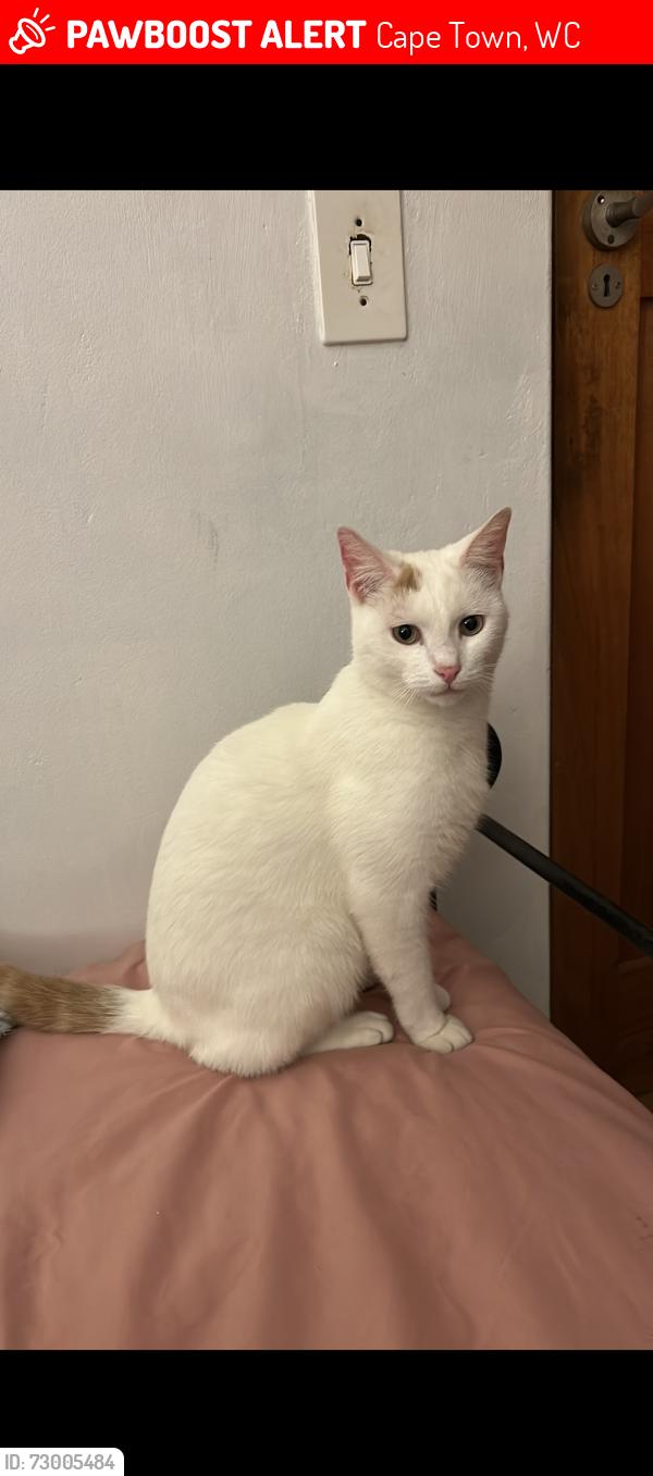 Lost Male Cat last seen Old Cape Farm Road, Cape Town, WC 7979