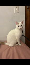 Lost Male Cat last seen Old Cape Farm Road, Cape Town, WC 7979