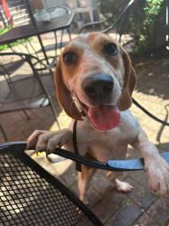 Found/Stray Female Dog last seen Logan County Jail, Logan County, WV 25638