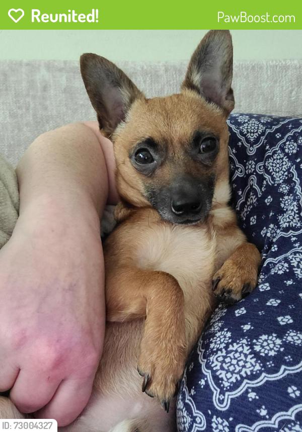 Reunited Male Dog last seen Browder Hollow Rd , Lenoir City, TN 37771