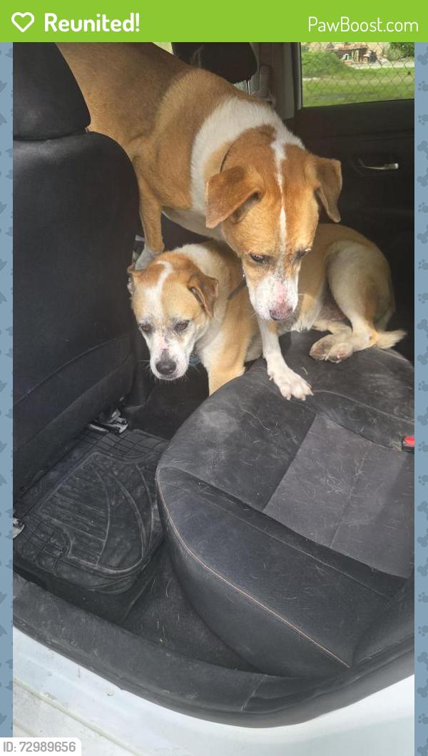 Reunited Male Dog last seen Sam's club down Everhart , Corpus Christi, TX 78411