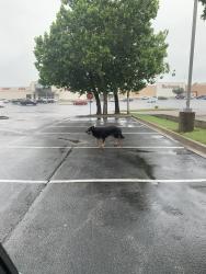 Found/Stray Male Dog last seen Target and Starbucks @ 21st & Tale, Tulsa, OK 74114