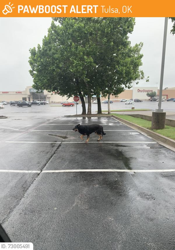 Found/Stray Male Dog last seen Target and Starbucks @ 21st & Tale, Tulsa, OK 74114