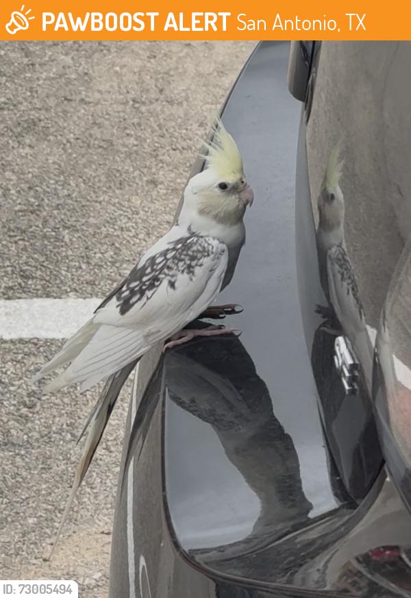 Found/Stray Unknown Bird last seen East Campus Lane, San Antonio, TX 78212
