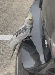 Found/Stray Unknown Bird last seen East Campus Lane, San Antonio, TX 78212