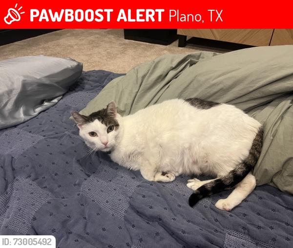 Lost Male Cat last seen Pirates cove drive, Plano, TX 75025