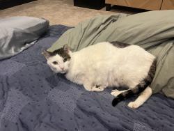 Lost Male Cat last seen Pirates cove drive, Plano, TX 75025