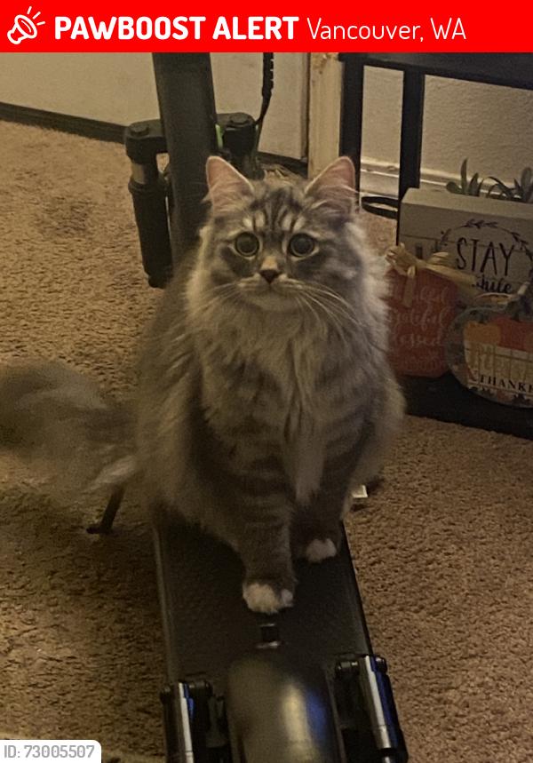 Lost Male Cat last seen 144th, Vancouver, WA 98685