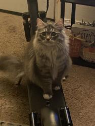 Lost Male Cat last seen 144th, Vancouver, WA 98685