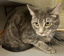 Shelter Stray Male Cat last seen Near S 8400 W, Magna Township, UT, 84044, 511 W 3900 S, Salt Lake City, UT 84123, USA
