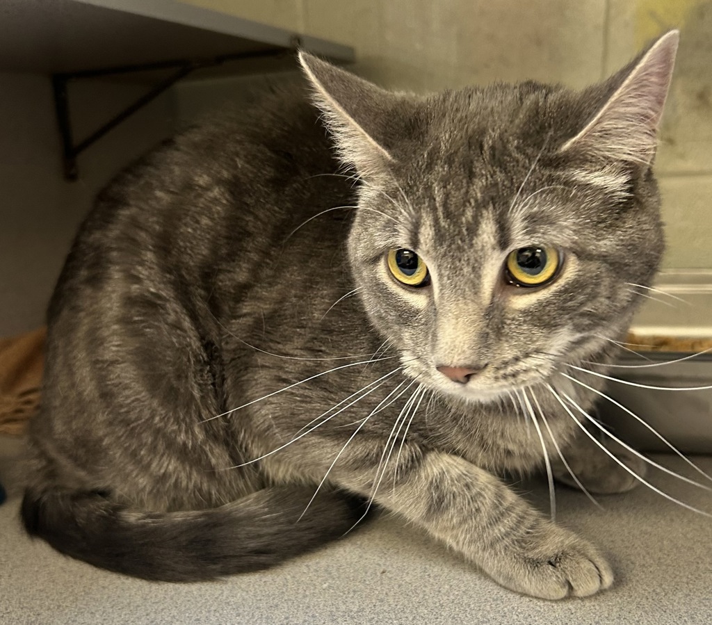 Shelter Stray Male Cat last seen Near S 8400 W, Magna Township, UT, 84044, 511 W 3900 S, Salt Lake City, UT 84123, USA