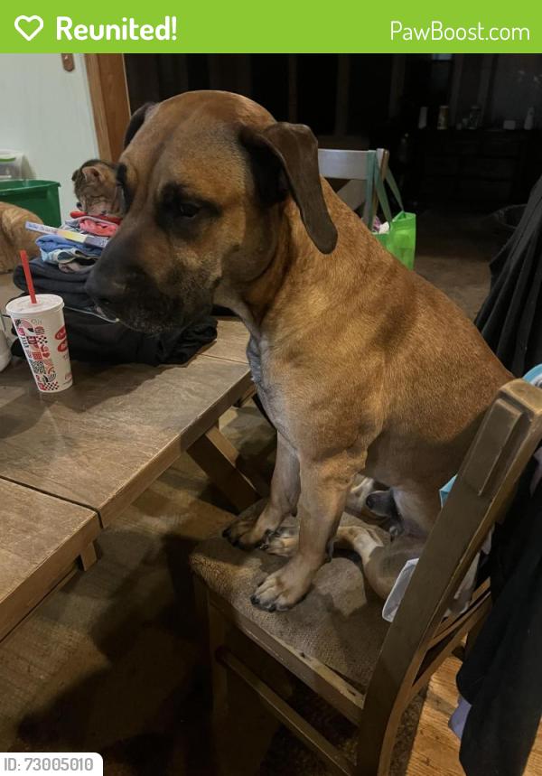 Reunited Male Dog last seen Signal Hill School, Belleville, IL 62223