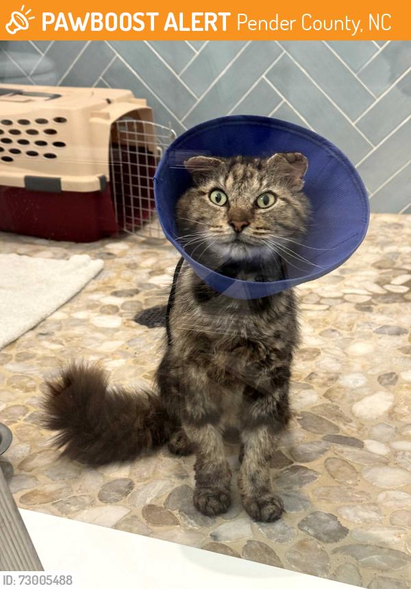 Found/Stray Male Cat last seen Crown Pointe, Hampstead, NC, Pender County, NC 28443