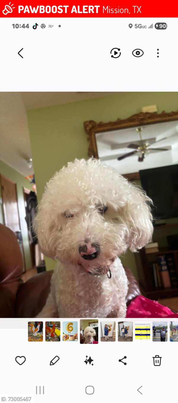 Lost Male Dog last seen Near Solar Drive, Mission, Texas, Mission, TX 78574
