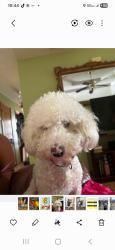 Lost Male Dog last seen Near Solar Drive, Mission, Texas, Mission, TX 78574