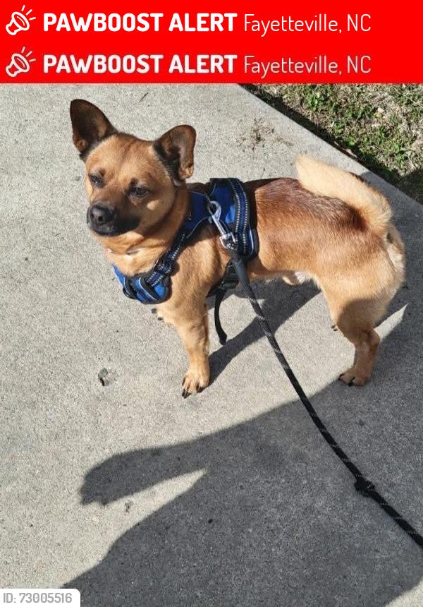 Lost Male Dog last seen Mercedeces benz car lot, Fayetteville, NC 28314