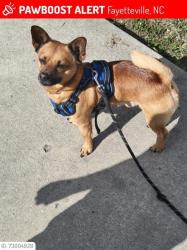 Lost Male Dog last seen Mercedeces benz car lot, Fayetteville, NC 28314