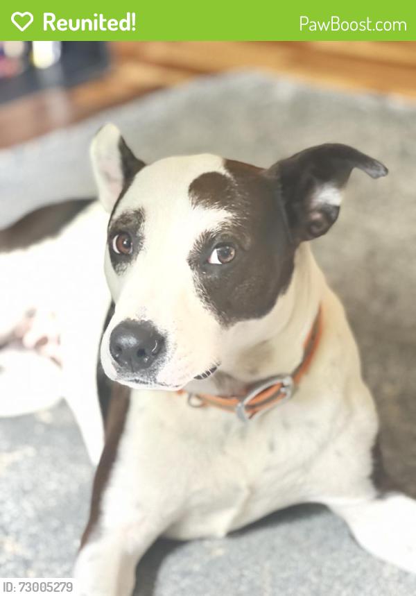 Reunited Female Dog last seen Near Warner Rd, Pfafftown, NC 27040, USA, Pfafftown, NC 27040