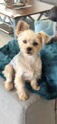 Lost Female Dog last seen Lincon and sunkiss, Anaheim, CA 92806