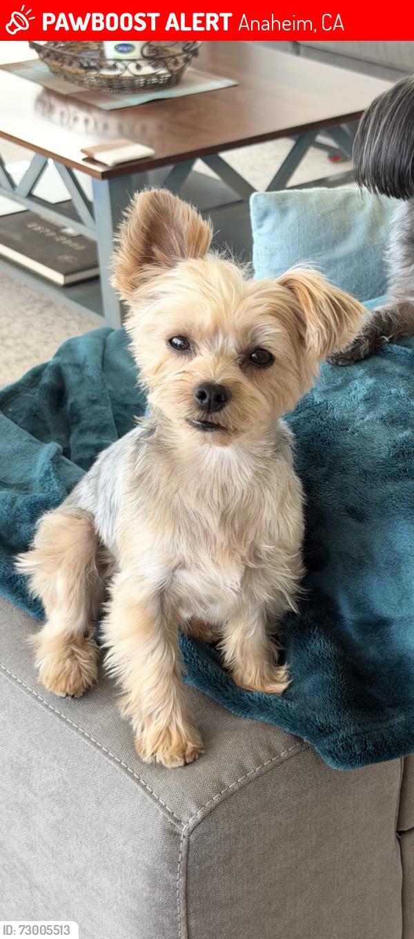 Lost Female Dog last seen Lincon and sunkiss, Anaheim, CA 92806