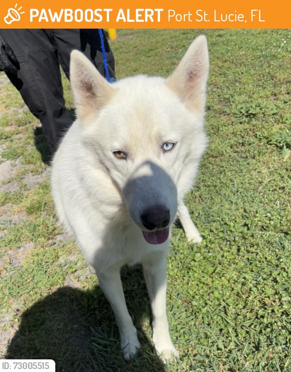 Found/Stray Male Dog last seen Port Saint Lucie, Port St. Lucie, FL 34986