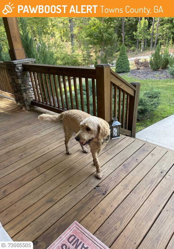 Found/Stray Male Dog last seen Carlin rd hiawassee, Towns County, GA 28904