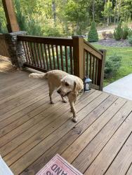 Found/Stray Male Dog last seen Carlin rd hiawassee, Towns County, GA 28904