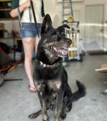 Reunited Male Dog last seen Appomattox Dr , Wilmington, NC 28409