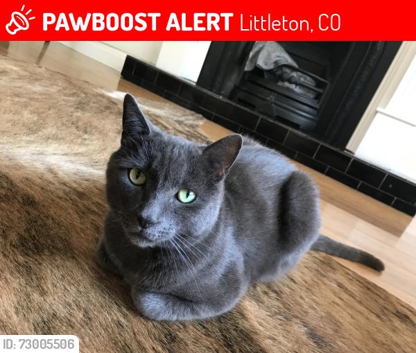 Lost Male Cat last seen W. Bowles & Simms, Littleton, CO 80123