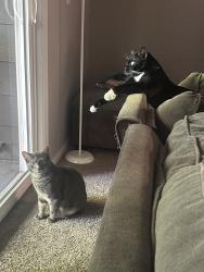 Reunited Male Cat last seen Near Natomas blvd , Sacramento, CA 95835