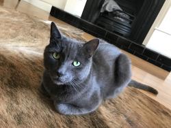 Lost Male Cat last seen W. Bowles & Simms, Littleton, CO 80123