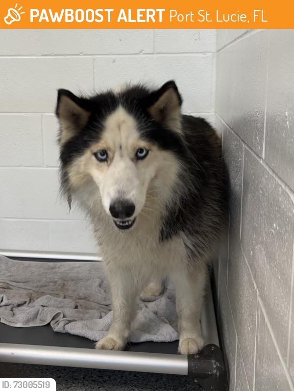 Found/Stray Female Dog last seen Port Saint Lucie, Port St. Lucie, FL 34986