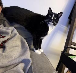 Reunited Male Cat last seen Arrowhead and Six Mile Rd , Sioux Falls, SD 57110